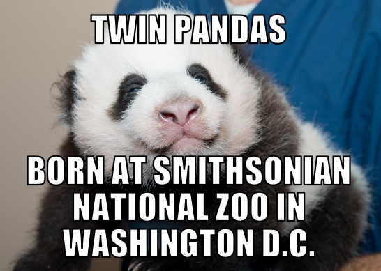 Panda Born at Smithsonian Zoo