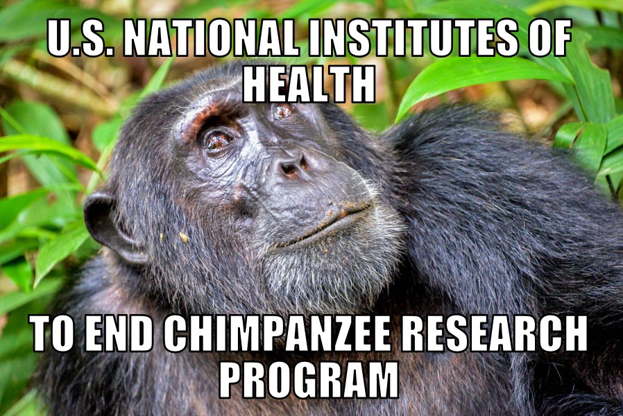 U.S. NIH ending chimpanzee research