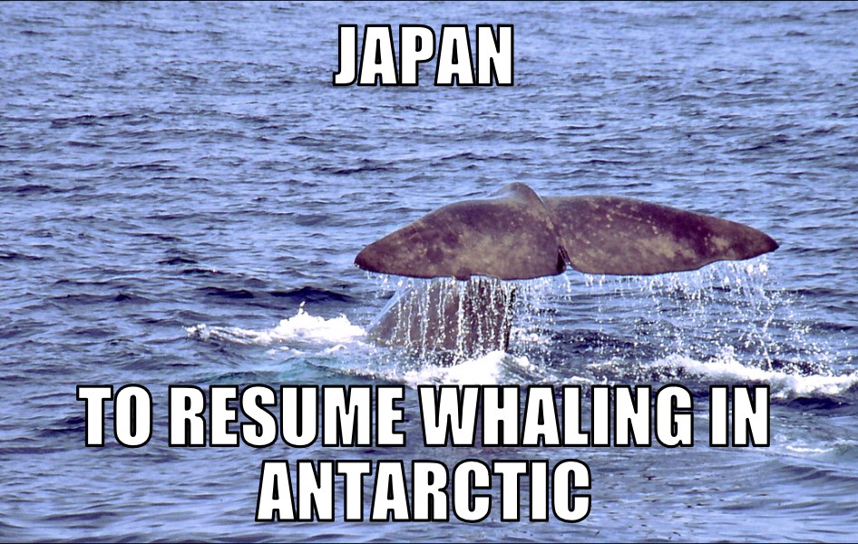 Japan to resume whaling in Antarctic