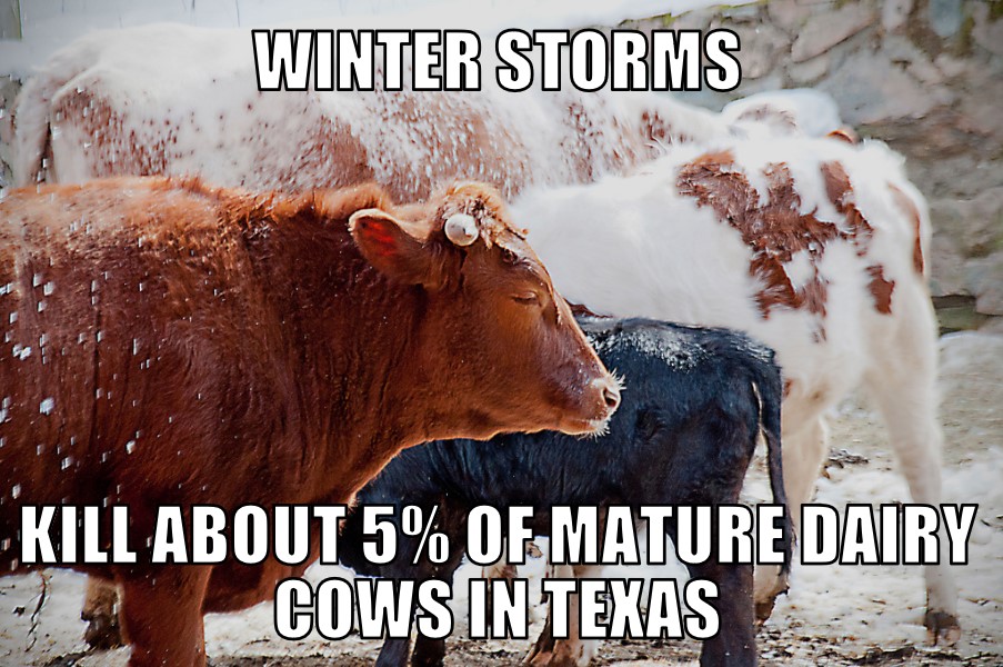 Winter storms kill Texas cows