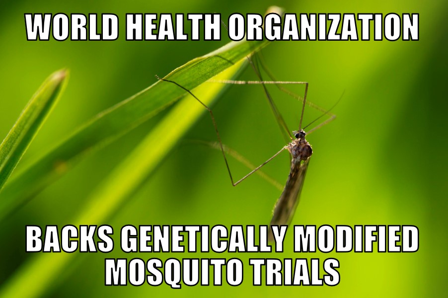 WHO GM mosquitos