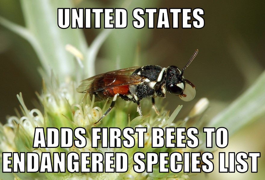 First bees on endangered species list