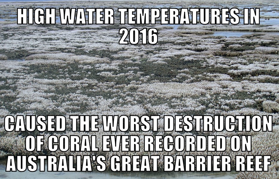 Great Barrier Reef worst coral destruction ever
