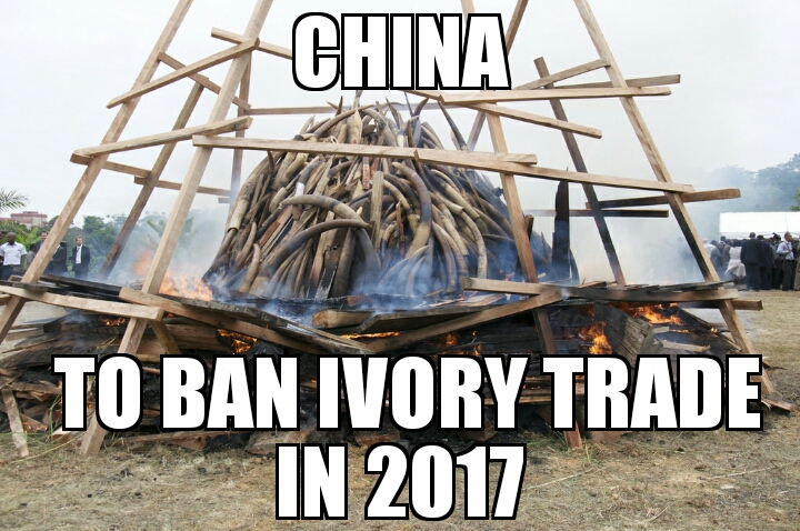 China to ban Ivory