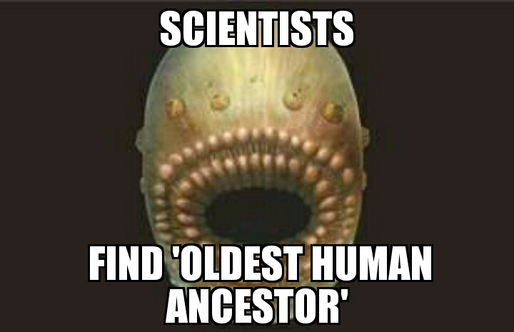 ‘Oldest human ancestor’ found