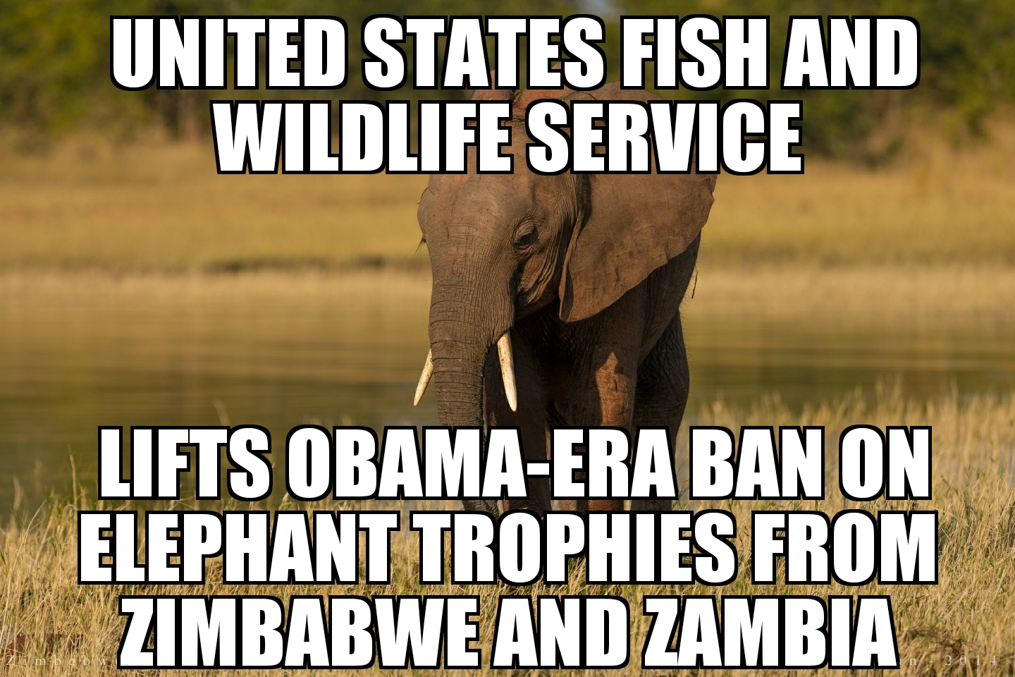U.S. lifts ban on elephant trophies