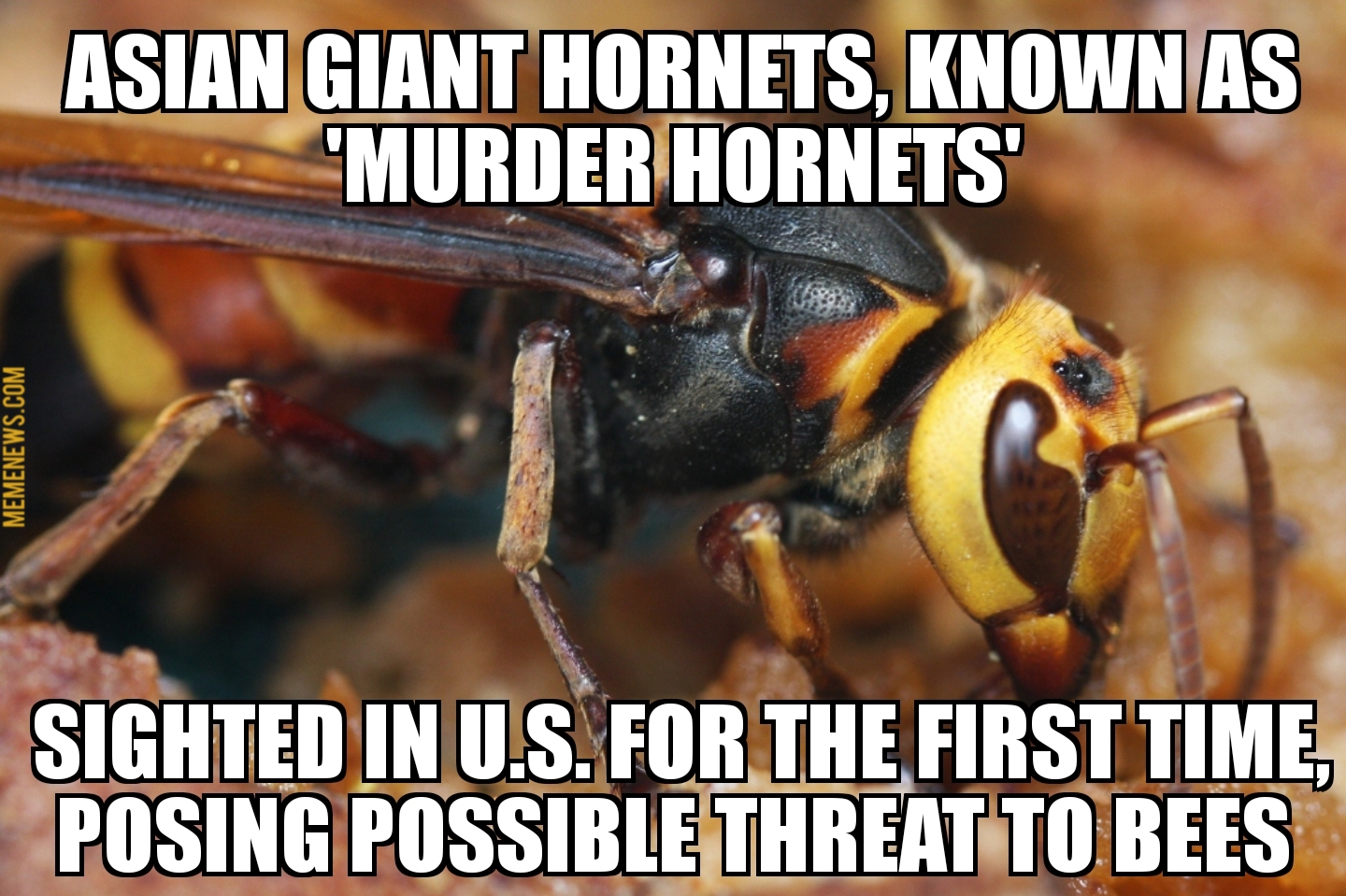 ‘Murder hornets’ arrive in America