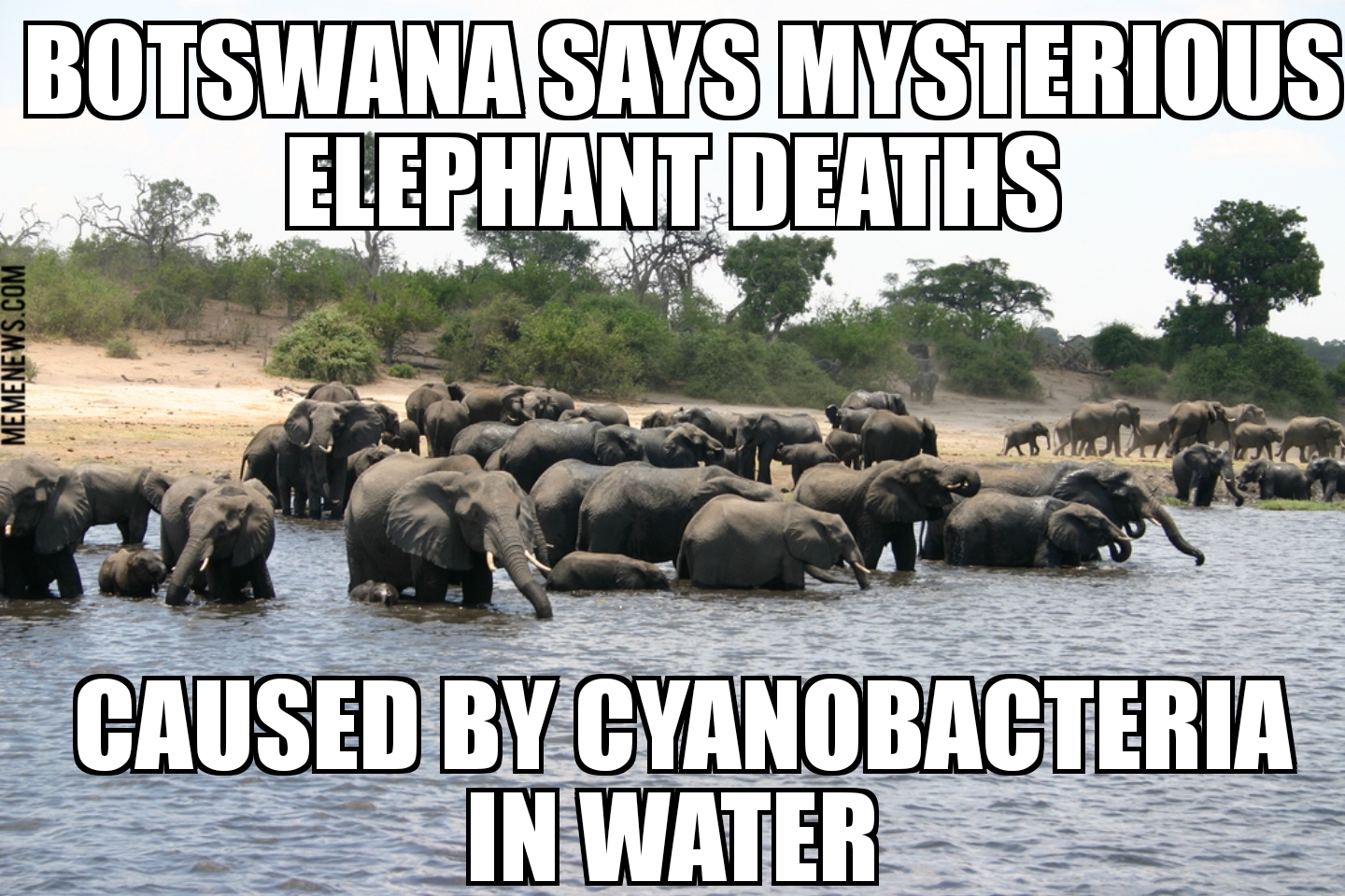 Botswana elephant deaths