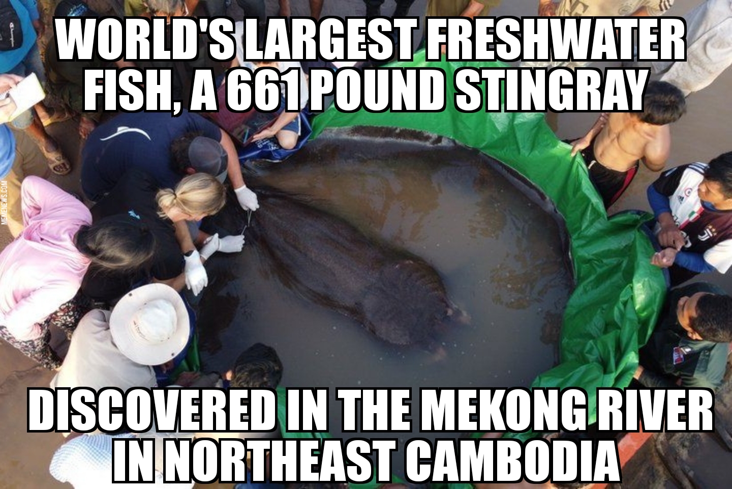 World’s largest freshwater fish