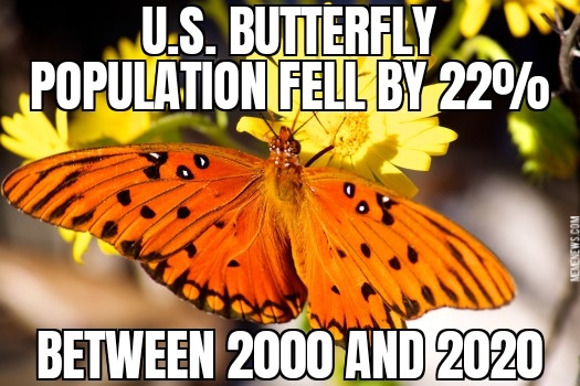 U.S. butterfly population down