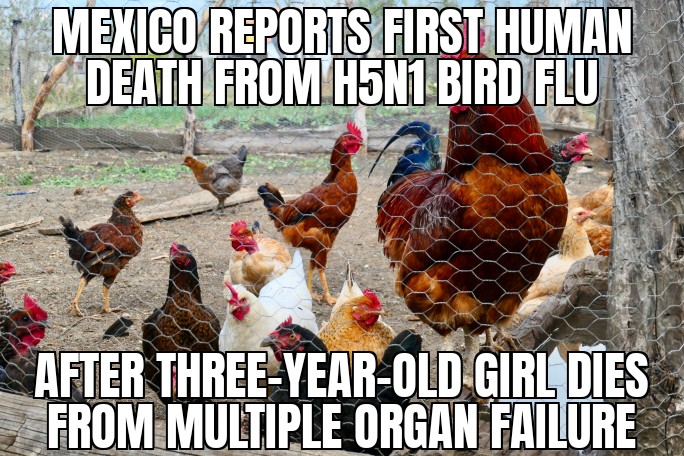 Mexico has first human bird flu death