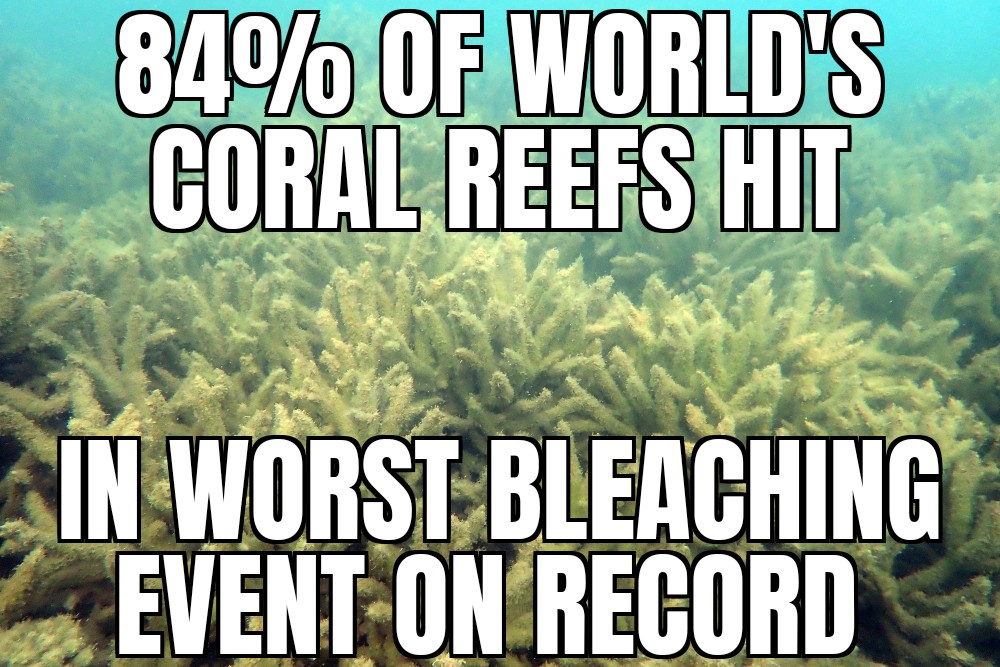 Worst coral bleaching event on record